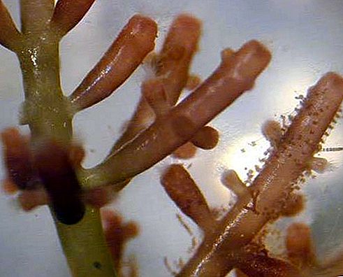 Sarkano aļģu protists