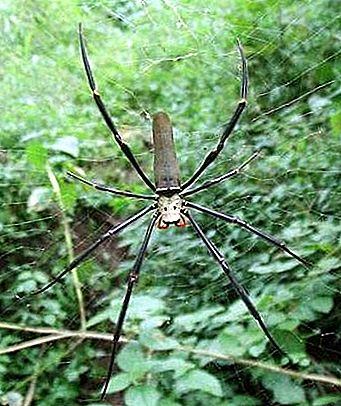Silk spider arachnid