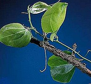 Rodzaj rośliny Smilax
