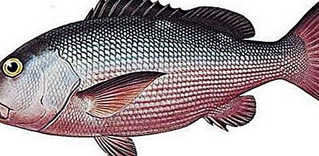 Snapper fish