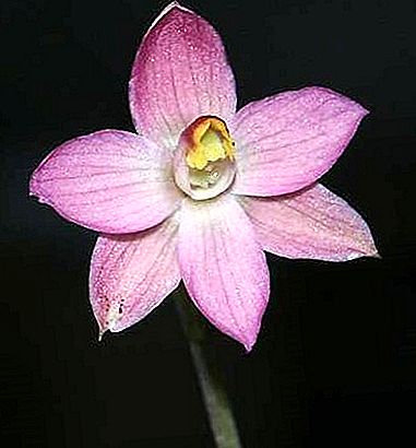 Güneş orkide bitki