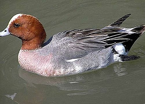 Uccello Wigeon