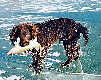 美国水猎犬犬种