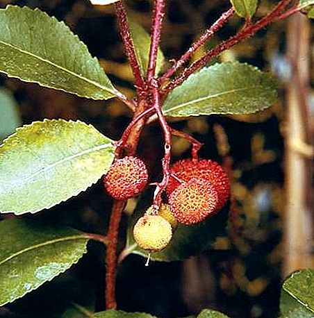 Arbutusboom geslacht