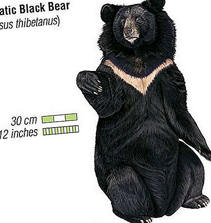 Ázsiai fekete medve emlős