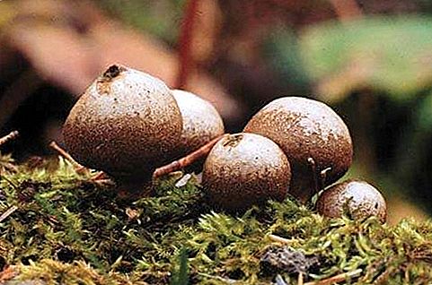 A gombák basidiomycota faja