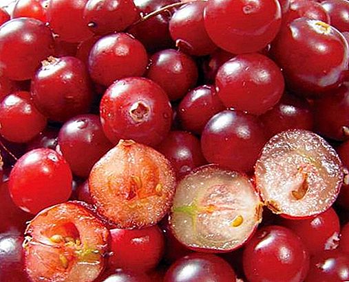 Tubuh reproduksi tanaman berry