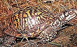 Tortuga de caja género tortuga