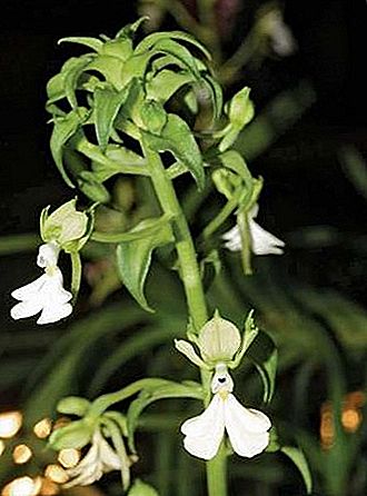 Calanthe orkide slægt