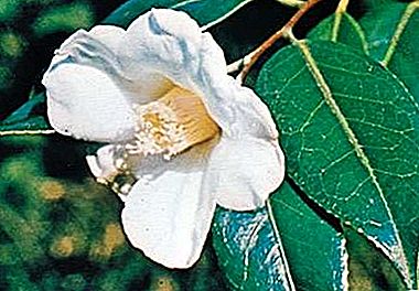 Camellia plantengeslacht
