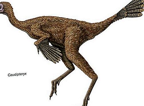 Caudipteryx Dinosaurier
