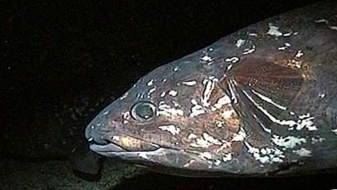 Crossopterygian魚