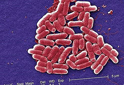 E. coli baktériumok