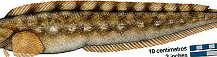 Eelpout riba, obitelj Zoarcidae