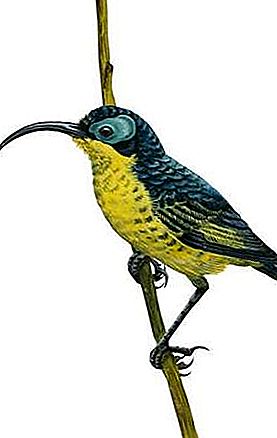 Falso uccello sunbird