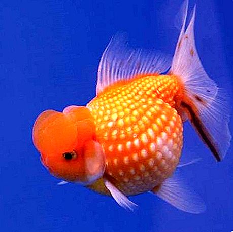 Златна рибка