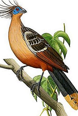 Hoatzin fågel