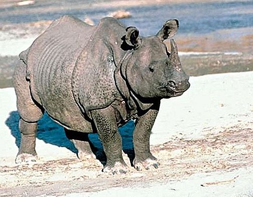 Mammifero rinoceronte indiano