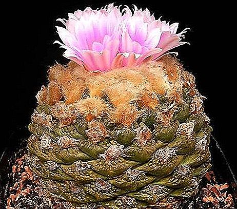 Living-rock cactusplant