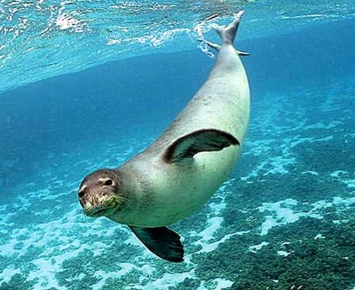 Mamífero de focas-monge