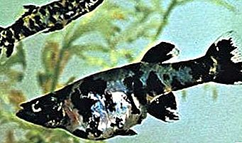 Pește Mosquitofish
