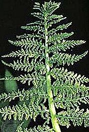 Ophioglossaceae saniainen perhe
