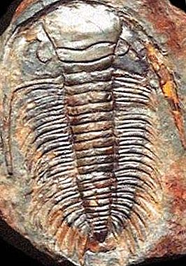 Paradoksitler trilobit cinsi