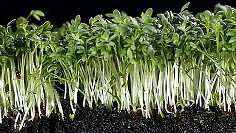 Peppergrass bitki cinsi