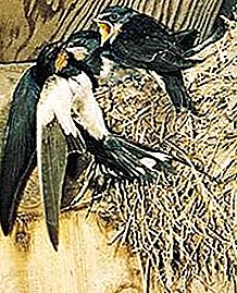 Ocell oreneta