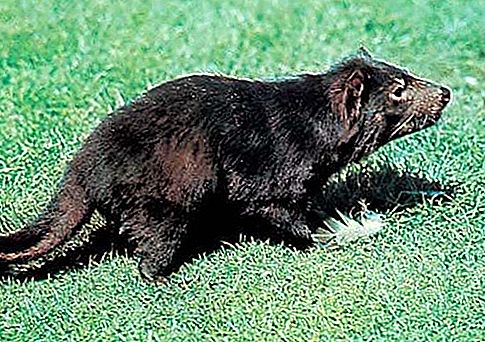 Tasmanian devil marsupial