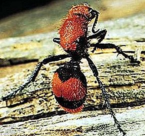 Insecte fourmi velours