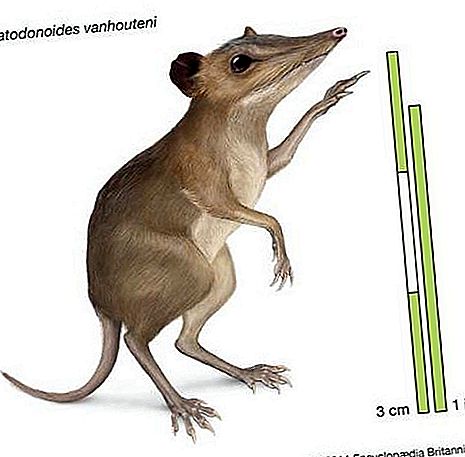 Batodonoides chi hóa thạch động vật có vú