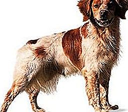 犬のブルターニュ品種