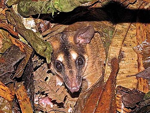Brun fyraögade opossum pungdjur