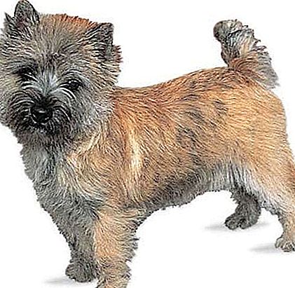 Raça de gos de Cairn Terrier