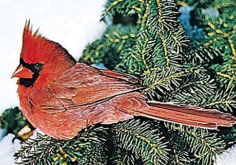 Pasăre cardinală