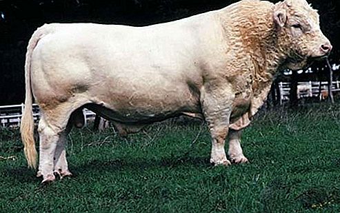 Giống bò Charolais