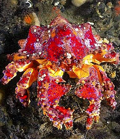 Crustáceo de caranguejo