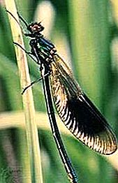 Insecto Damselfly