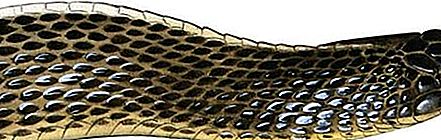 Archivo serpiente reptil