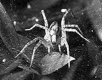 Suppilon kutomahämähäkki