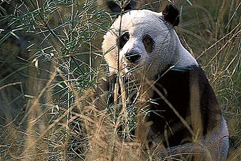 Jättiläinen panda-nisäkäs