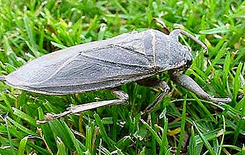 Ang mga insekto na bug bug ng tubig