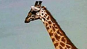 Mamífero girafa