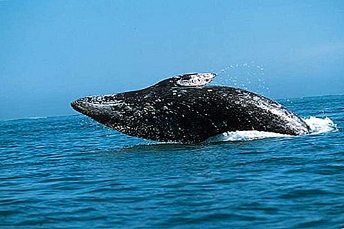 灰鲸哺乳动物