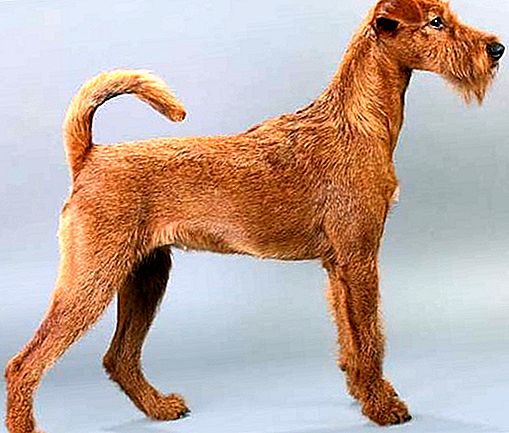 Irish terrier race de chien