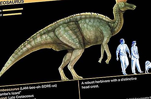 Gènere de dinosaures Lambeosaurus