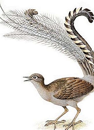 Lyrebird pták