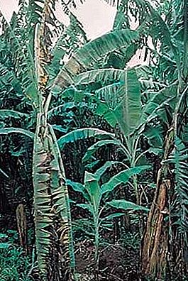 Malattia delle piante della malattia di Panama