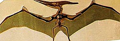 Pterosaur புதைபடிவ ஊர்வன வரிசை